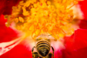 quotes about bees and flowers