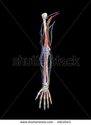 Arm Bones Arteries Veins Nerves Stock Photo 4914046 : Shutterstock