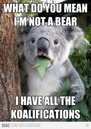 LOL funny animals cute san diego zoo koala
