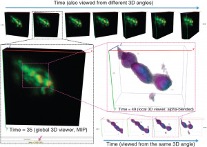 Visualization of a 5D image data set of the C. elegans nervous system.