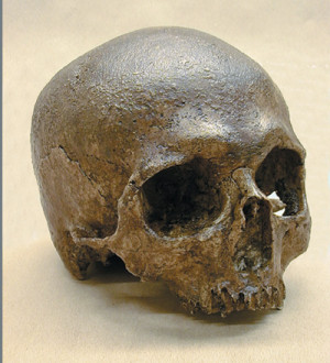 Cro Magnon Homo Sapiens