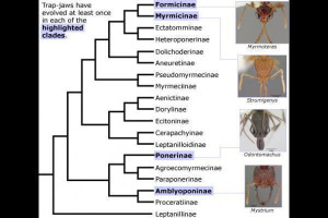 Convergent evolution at work