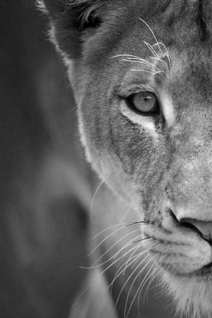 Lioness A beautiful animal.