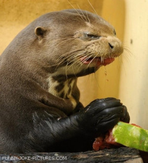 Funny Otter Tastes Watermelon Picture Photograph