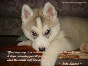 Funny Siberian Husky Quotes Husky facts