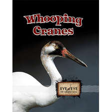 Whooping Cranes...