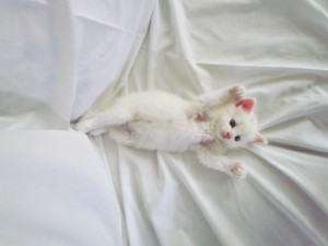 Cute Tiny White Kittens