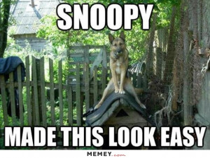 Dog Sitting On A Dog House