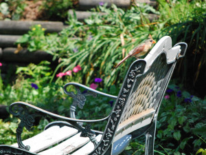 Female Cardinal Resting on Bench