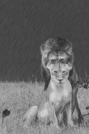 Lion And Lioness Love Tumblr Lion & lioness