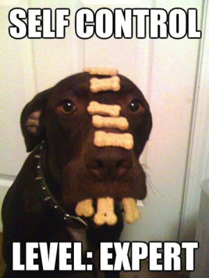 funny dog joke pic ROFL! Funny Joke Pic!