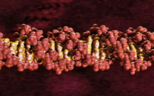 Drew Berry: Astonishing Molecular Machines