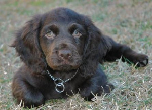 boykin spaniel Images and Graphics