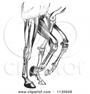 ... Muscles-And-Bones-In-Black-And-White-Royalty-Free-Vector-Illustration