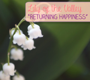 Lily of the Valley: 