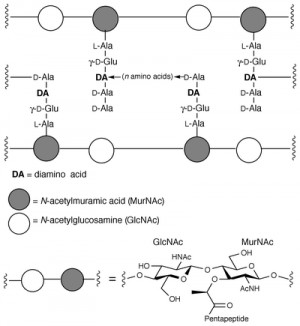 peptidoglycan monomer bacterial peptidoglycan