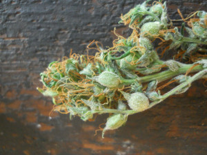 ... cannabis which has been allowed to go to seed for future generations