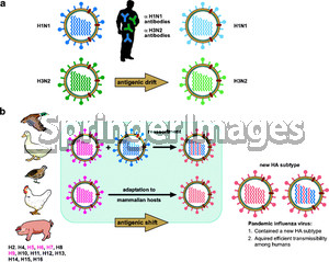 Antigenic drift and antigenic shift of influenza virus. a Pre ...