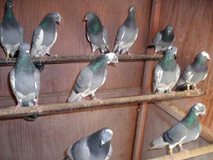 Tippler Pigeon Lofts Loft