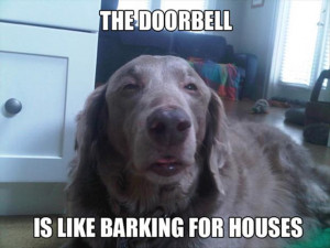 stoned-dog-funny