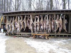 funny deer hunting quotes and pics | hunting deer with a shotgun ...