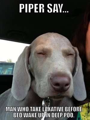 weimaraner