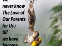 missing parents quotes Archive