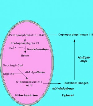 ... synthesis pathway and check another quotes beside these heme synthesis