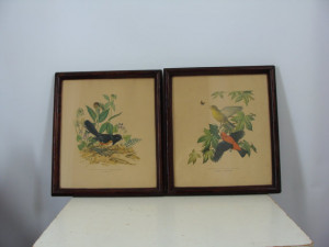 Vintage Pair of Roger Tory Peterson Framed Bird Prints