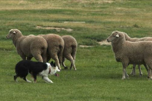 Herding Dog Breeds Collies And Sheepdogs Cattle Dogs
