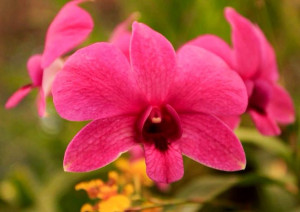 Pink orchid via www.Facebook.com/ExcitingBeauty