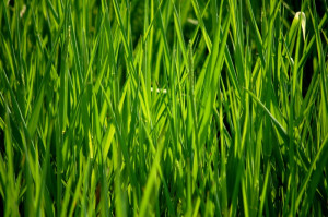 These are the quotes about life love green grass and Pictures