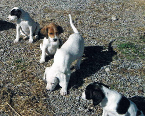 Beagle/bird dog mix puppies: Free to good home