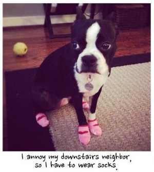 Dog Annoys The Downstairs Neighbors, So He Has To Wear Fancy Socks