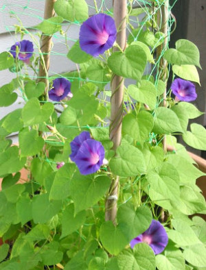 Morning Glory (Ipomoea) at Wall Flower Studio