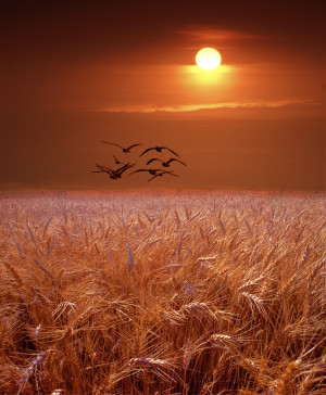 Gulls flying over a Wheat Field at Sunset