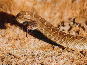 Rattle Snakes Wallpapers