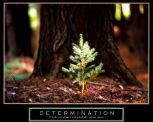 , Quotes, Weekly Quote, Mother Teresa, Integrity, Honesty, Just Do ...