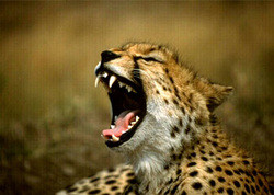 http://twitter.com/#!/CheetahChatBlog