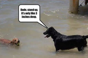 other links 1 31 funny animals pictures with funny text 2 funny ...