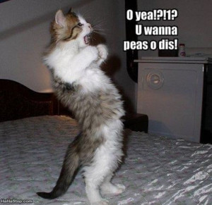 Cute Cat Pictures With Captions | Funny Cat Pictures With Captions ...