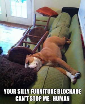 funny dog sleeping on the couch