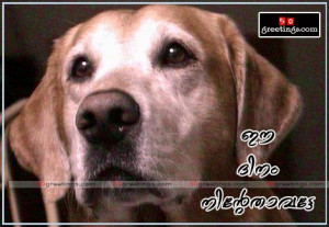 Good quotes dogs wallpapers