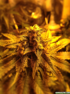 Re: Savory's 5x5 Cherry Pie Grow Tent