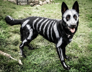 ... Non-Toxic Face Paint, Artist Turns German Shepherd Into A Skeleton Dog