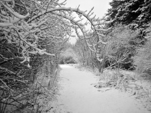 Maine Snow Storm Funny Quotes