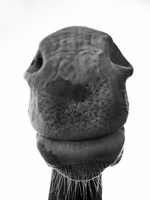 Do you like my smile? :)