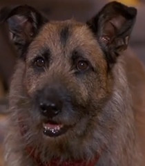 rocks movie look who s talking now franchise look who s talking