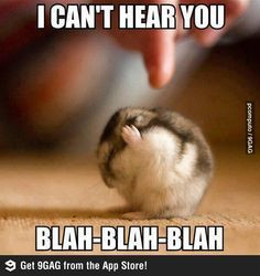 hamster quotes - Google Search