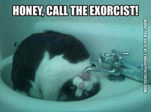 funny cat picture honey call the exorcist